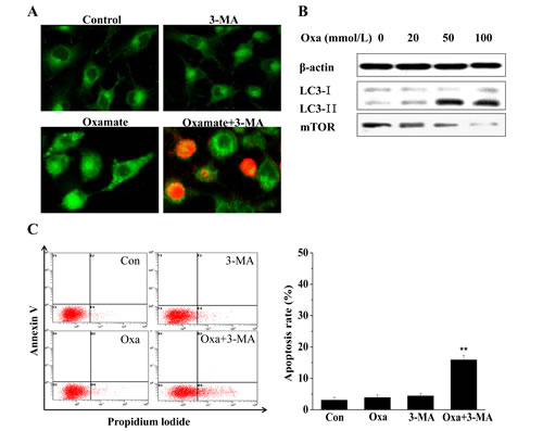 Oxamate induced protective autophagy in A549 cells.