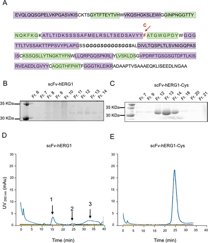 Biochemical characterization of scFv-hERG1 and scFv-hERG1-Cys antibodies.