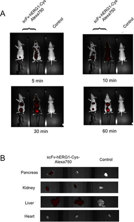 In vivo distribution of the scFv-hERG1-Cys-Alexa750 antibody in a pancreatic tumor bearing mice.