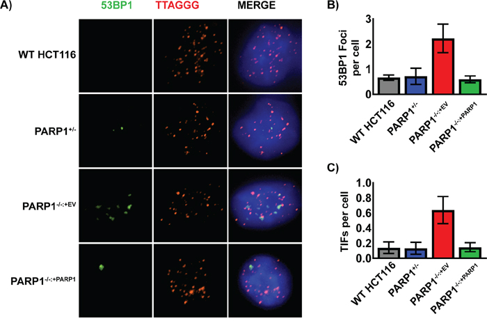 Spontaneous DNA damage foci in PARP1-/- cells co-localize with telomeres.