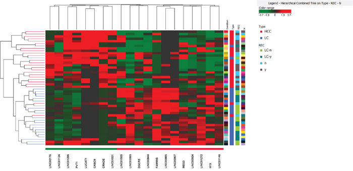 Heat map of long non-coding RNA differentiating HCC from LC adopting a FC>2 (adjusted p<0. 05).