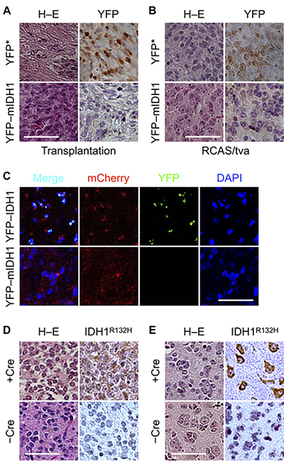 Dependence of IDH1R132H expression on Cdkn2a deletion in orthotopic tumor.