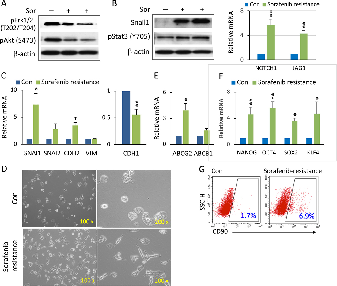 Enhanced Notch1 and Snail1 expression and EMT-mediated stemness in sorafenib resistant HCC spheroids.
