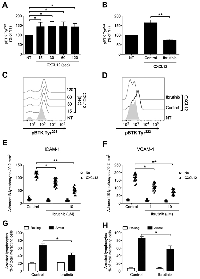 BTK is activated by CXCL12 and mediates adhesion of CLL B-lymphocytes to ICAM-1 and VCAM-1.