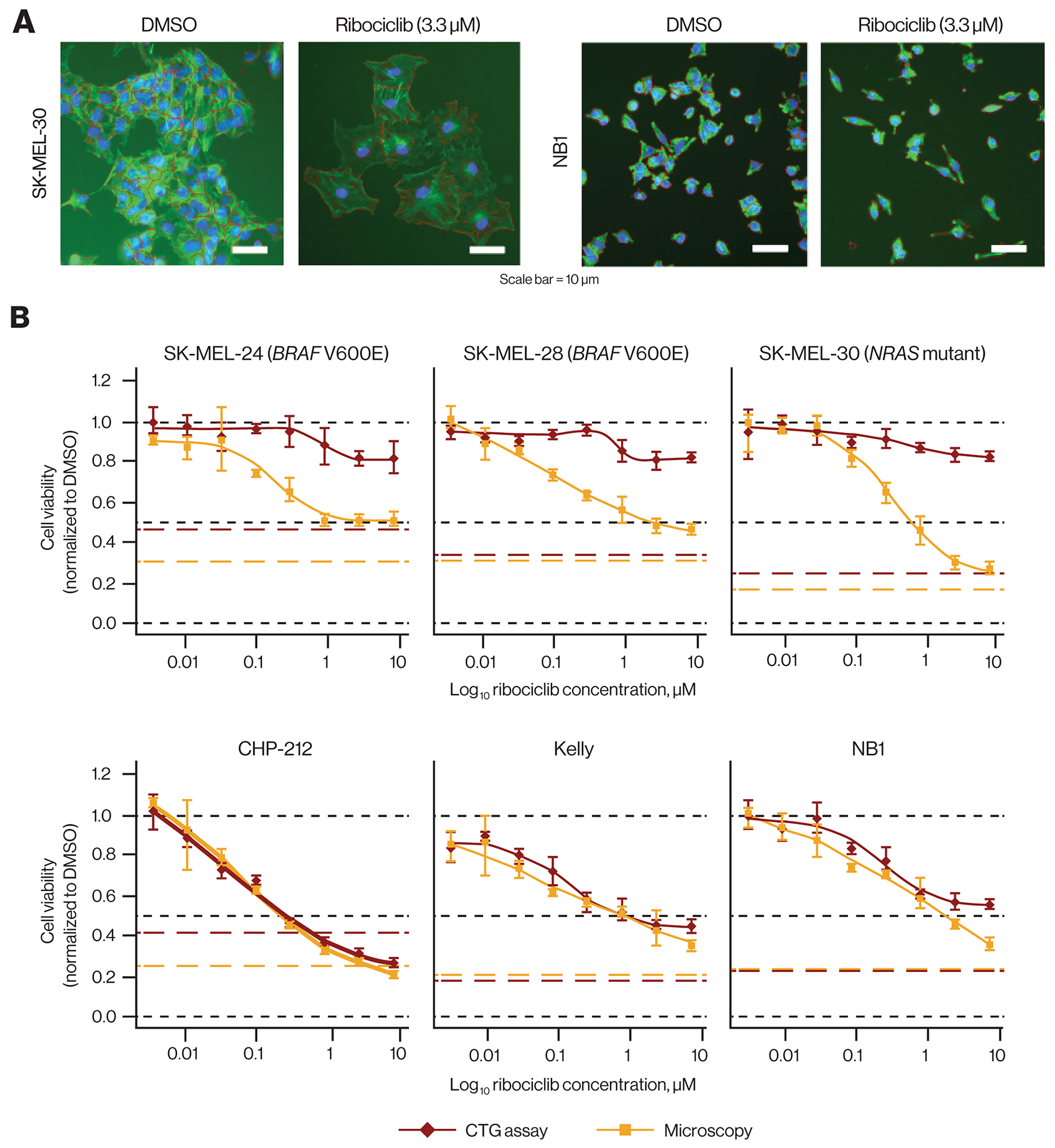 Discrepancy of ribociclib effects in vitro comparing ATP quantification and microscopy.