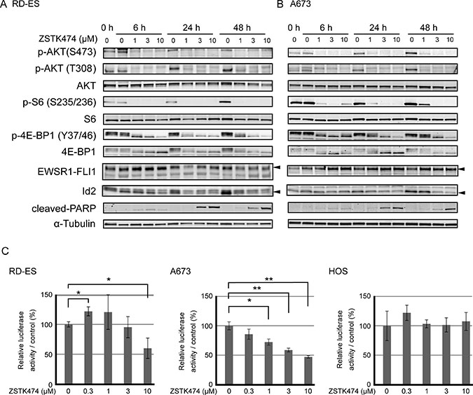 Effect on PI3K-downstream signaling pathway, apoptosis progression, transcriptional activity of EWSR1-FLI1 and protein expression of Id2 upon treatment with ZSTK474 in Ewing&#x2019;s sarcoma cell lines.