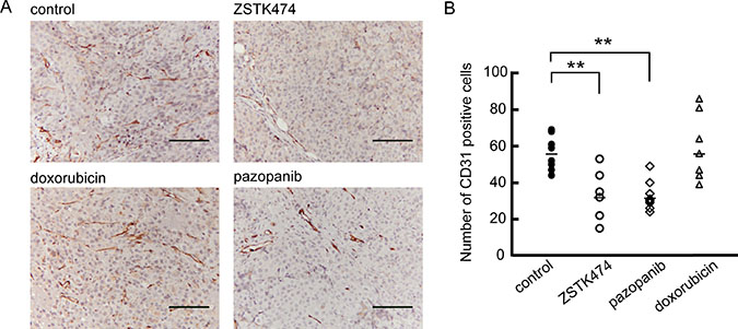 Anti-angiogenic activity of ZSTK474 against MES-SA xenograft in vivo.