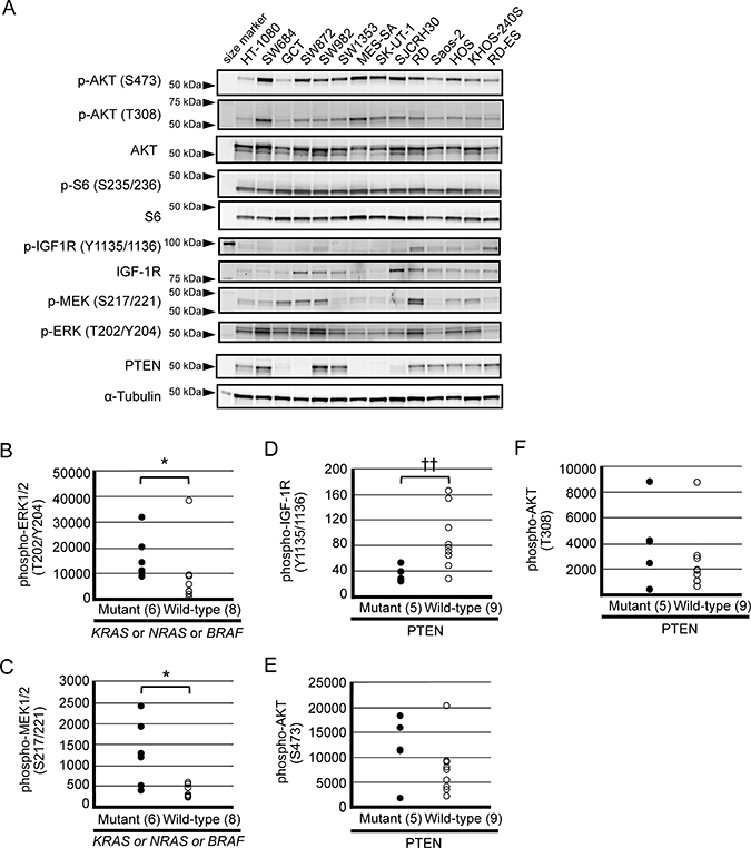 Baseline expression of signaling molecules within the PI3K pathway (AKT, S6, IGF-1R and PTEN) and MEK-ERK pathway in a panel of sarcoma cell lines.