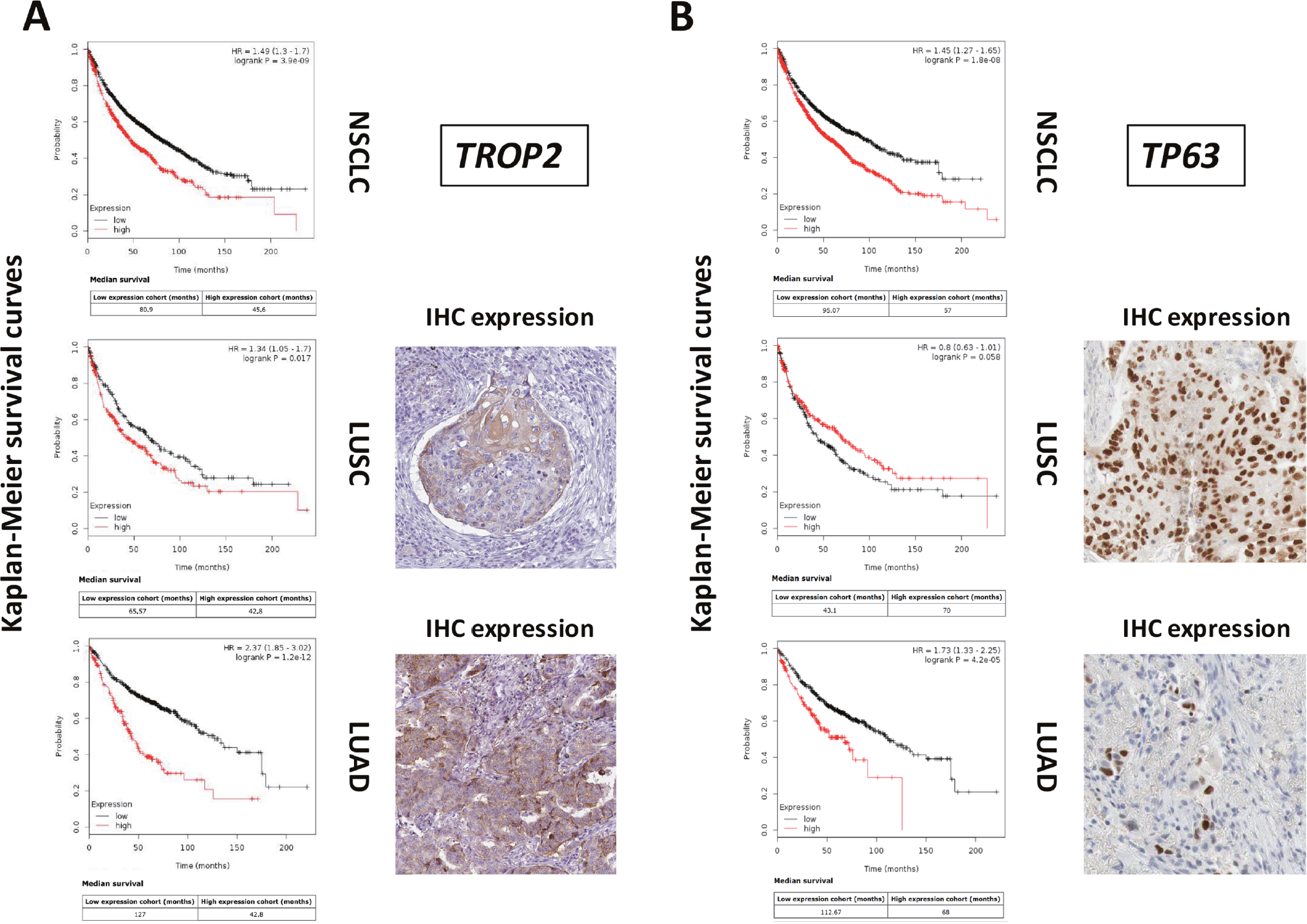 Differential genetic diagnostic and prognostic impact on LUAD versus LUSC.