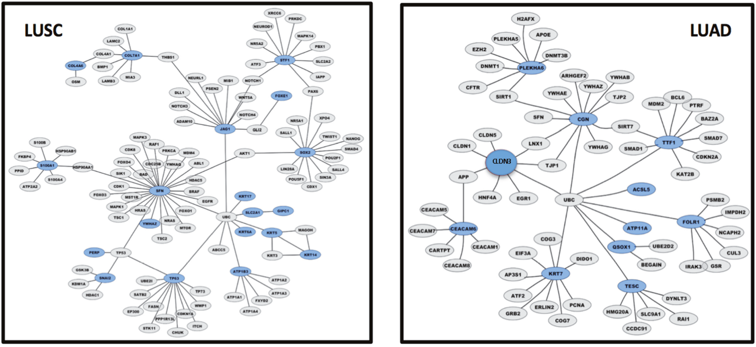 LUAD versus LUSC control gene networks.