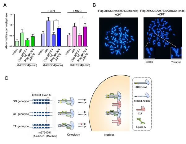 Genomic instability and sister chromatid exchange in cells expressing XRCC4