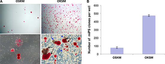 OKSM polycistronic vector is more efficient in generation of iPSCs.