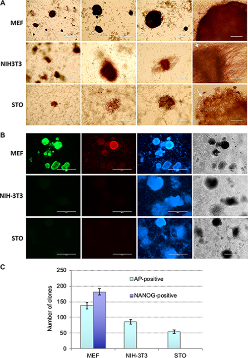 NIH3T3 and STO cells cannot be reprogrammed into iPSCs.