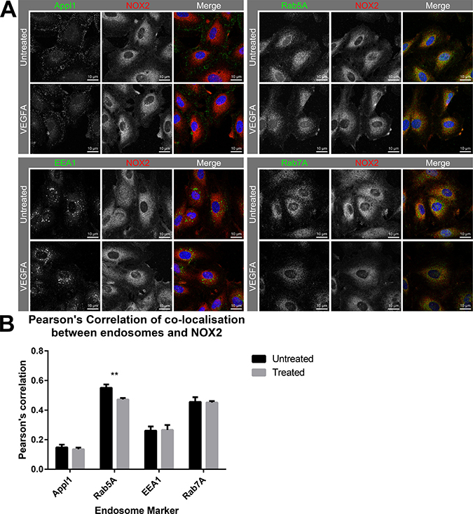 Co-localisation of NOX2 with Rab5-positive endosomes reduces in the presence of VEGF.