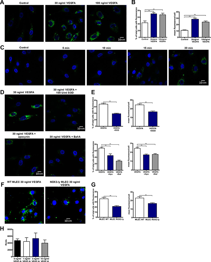 VEGF stimulates endosomal superoxide production in endothelial cells via a NOX2 oxidase-dependent mechanism.