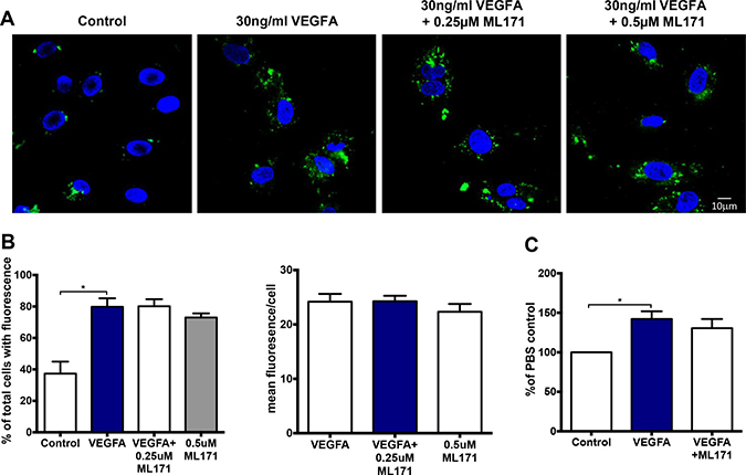 VEGF-dependent endosomal ROS production and proliferation occurs independently of NOX1.