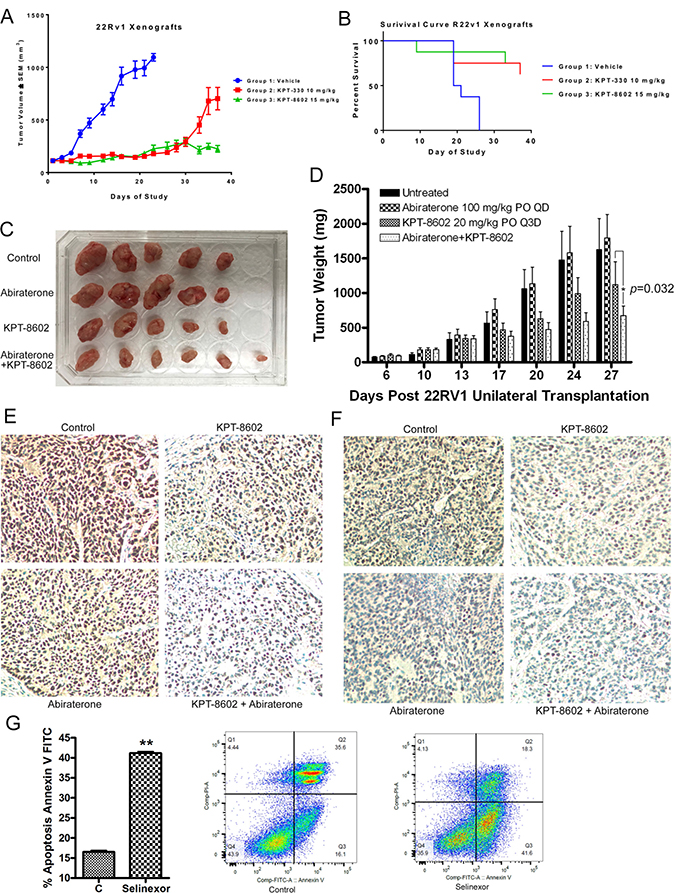 SINE inhibits tumor growth and prolongs survival of a 22Rv1 xenograft through retention of TSPs.