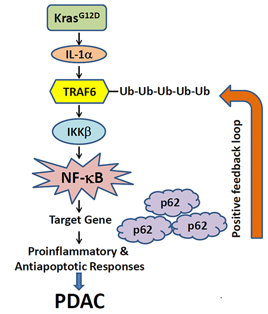 A proposed working model illustrates the potential mechanism through which KrasG12D oncogenic signaling induces positive feedback loops of IL-1&#x03B1; and p62 to sustain constitutive IKK&#x03B2;/NF-&#x03BA;B activation in PDAC development.
