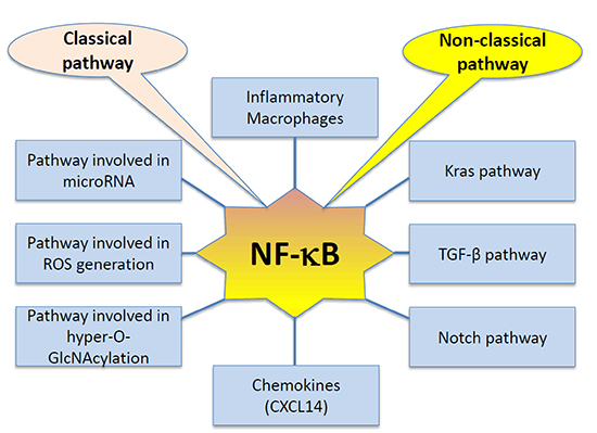 Interactions of NF-&#x03BA;B signaling pathway in pancreatic cancer (PC).