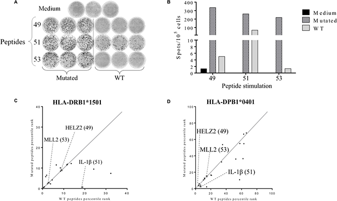 Detection of tumor-associated neopeptides-specific CD4+ T cell responses.