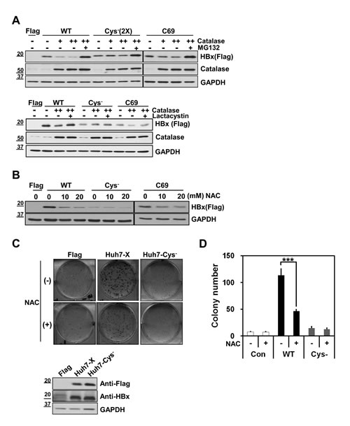 Cysteine residues of HBx are important for HBx protein stability and HBx&#x2013;mediated cell proliferation.