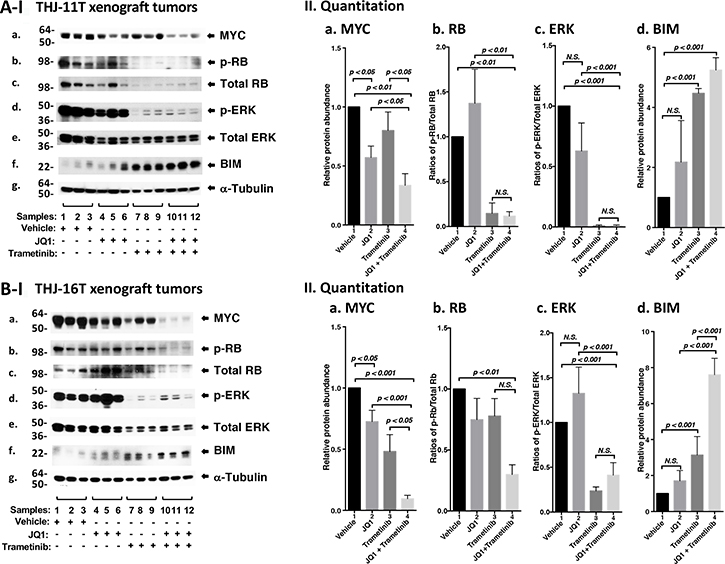 The combined treatment of JQ1 and trametinib synergistically decreased the abundance of MYC expression and altered downstream effectors in xenograft tumors.