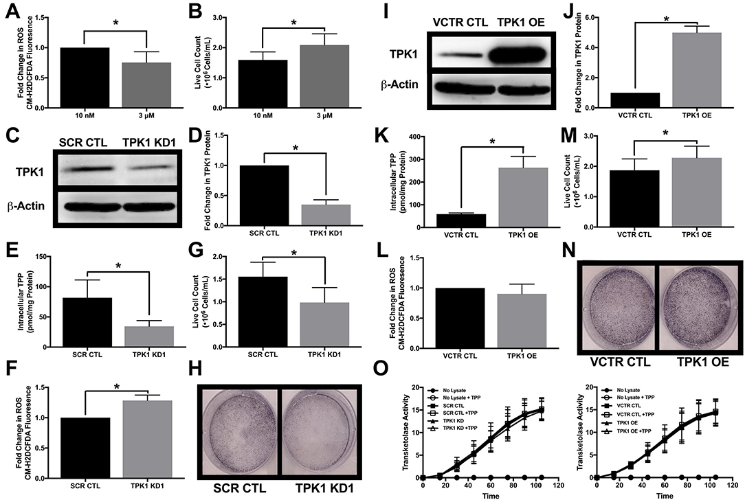 Impact of TPK1 on tumor cell proliferation during supplemental thiamine conditions.