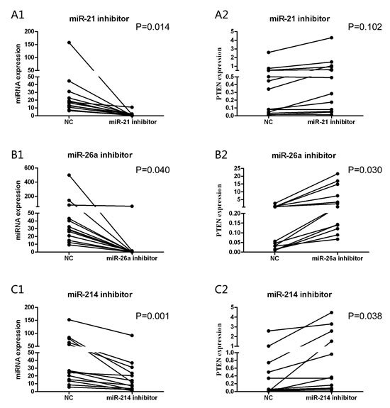 The different expression levels of miRNAs and PTEN were detected after 24 hours from transfections.