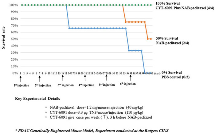Figure 1: The survival rate of genetically engineered mice with pancreatic ductal adenocarcinoma treated with a weekly injection of nano-albumin bound paclitaxel (NAB-paclitaxel) alone (orange line, n = 4), NAB-paclitaxel 3 hours after CYT-6091 treatment (green line, n = 4), and vehicle control (blue line, n = 3).
