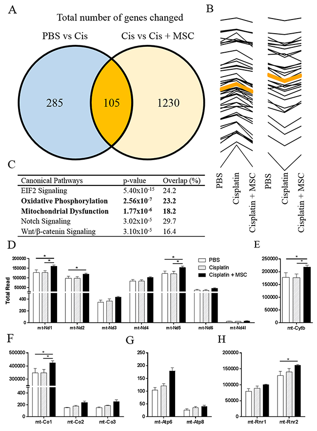 Effects of nasally administered MSC to cisplatin-treated mice on the hippocampal transcriptome.