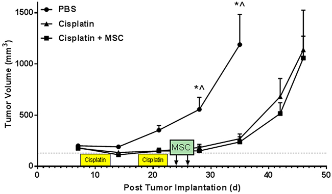 Effects of cisplatin and nasally administered MSC on tumor growth.