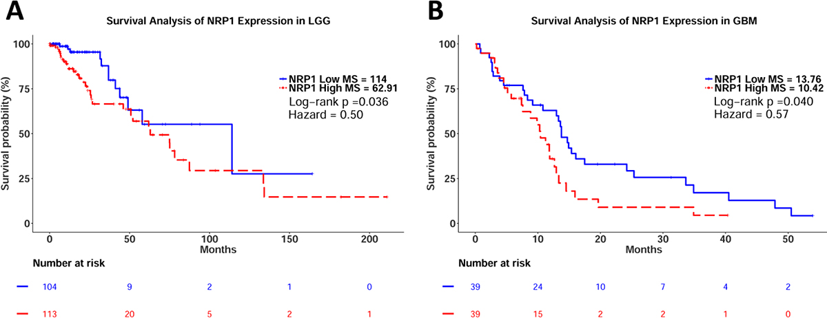 Kaplan&#x2013;Meier survival analysis of relative NRP1 expression in LGG and GB.