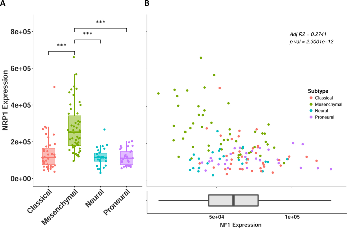 NRP1 expression across GB subtypes.