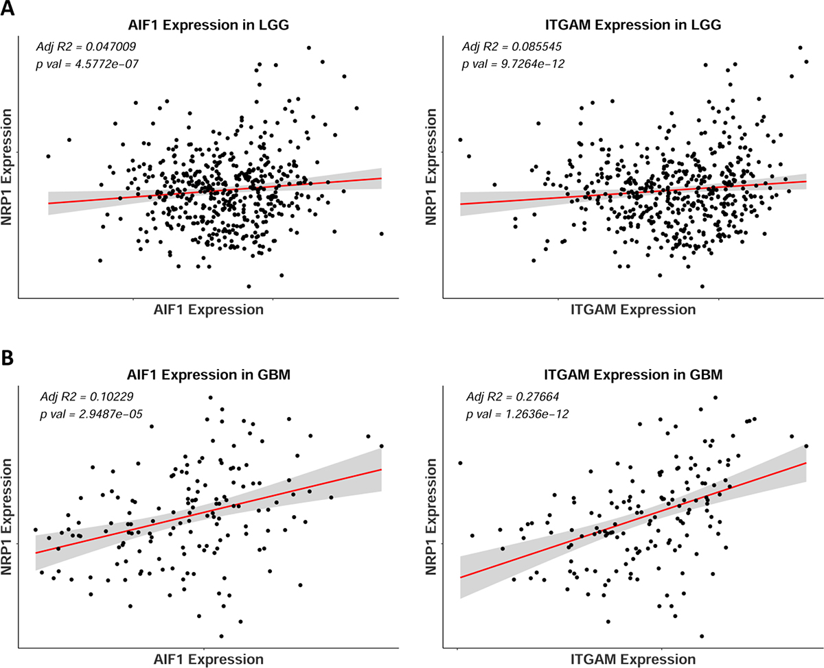 NRP1 expression correlates with monocytic markers AIF1 and ITGAM in human GB.