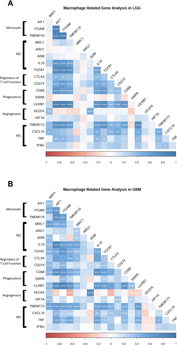 NRP1 expression is associated with the expression of pro-tumorigenic macrophage related genes.