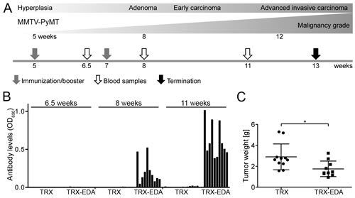 Vaccination with TRX-EDA induces anti-ED-A antibodies and reduces tumor growth in a therapeutic setting.