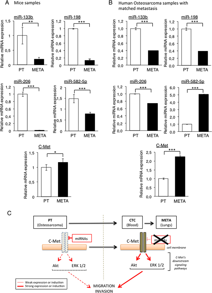 Validation of candidate miRNAs repression and C-Met overexpression in the lung-metastasis (METAs) samples from both mice and patients&#x2019; samples.