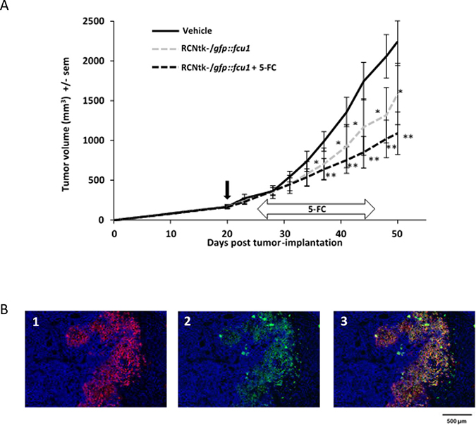 In vivo RCNtk-/gfp::fcu1 anti-tumor efficacy in a colorectal xenograft model.