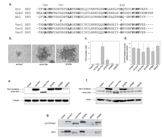 Transforming potential of the D797N Vav mutant.