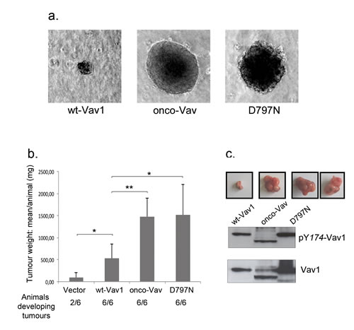 Anchorage-independent growth and tumorigenic potential of the D797N Vav1 mutant.