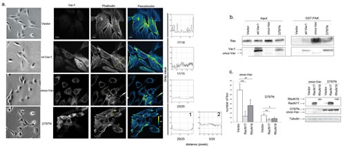 Rac1 and RhoA GTPases are effectors for D797N Vav1 mutant-induced transformation.