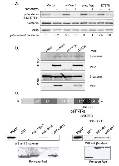 &#x3b2;-catenin is a molecular target of Vav/JNK activation.