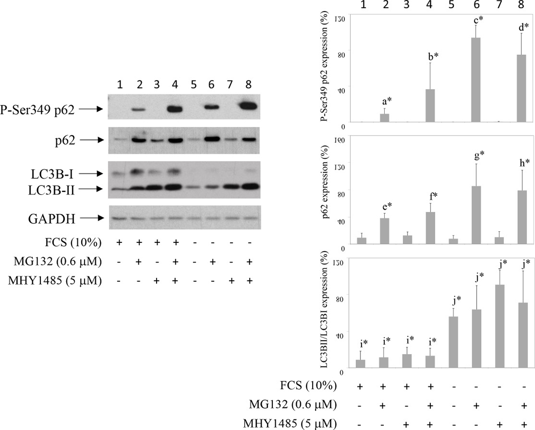 Inhibition of autophagy increases proteasome inhibitor-induced P-S349 p62 stabilization.