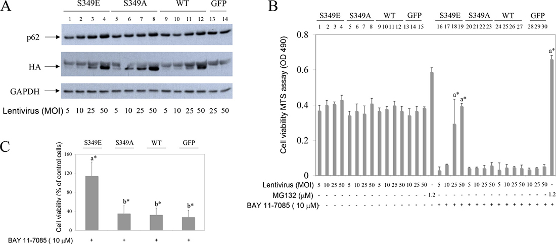 Phosphorylation-mimetic p62 mutant of Serine 349 (S349E), but not phosphorylation-defective mutant (S349A) or wild type (WT) p62, protects OA synovial fibroblasts from BAY 11 7085-induced cell death.