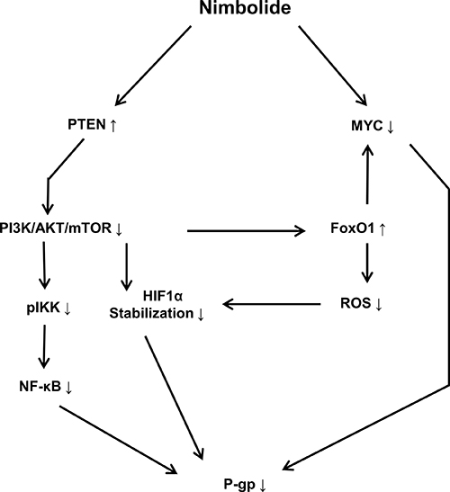 Schematic diagram showing the effect of nimbolide on P-glycoprotein expression and the involved molecular mediators.