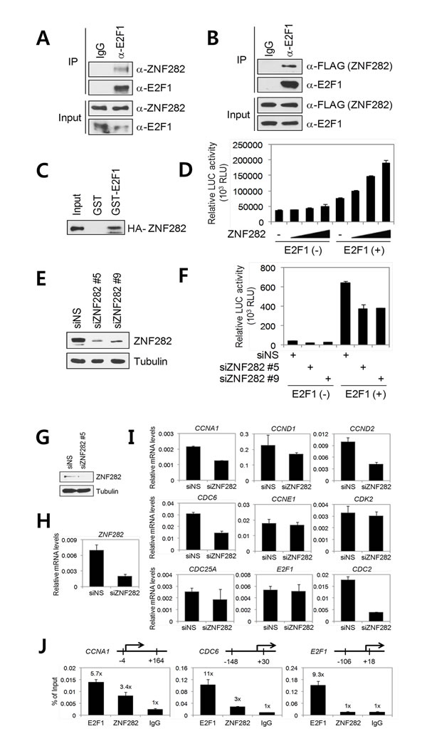 ZNF282 interacts with E2F1 and functions as an E2F1 co-activator.