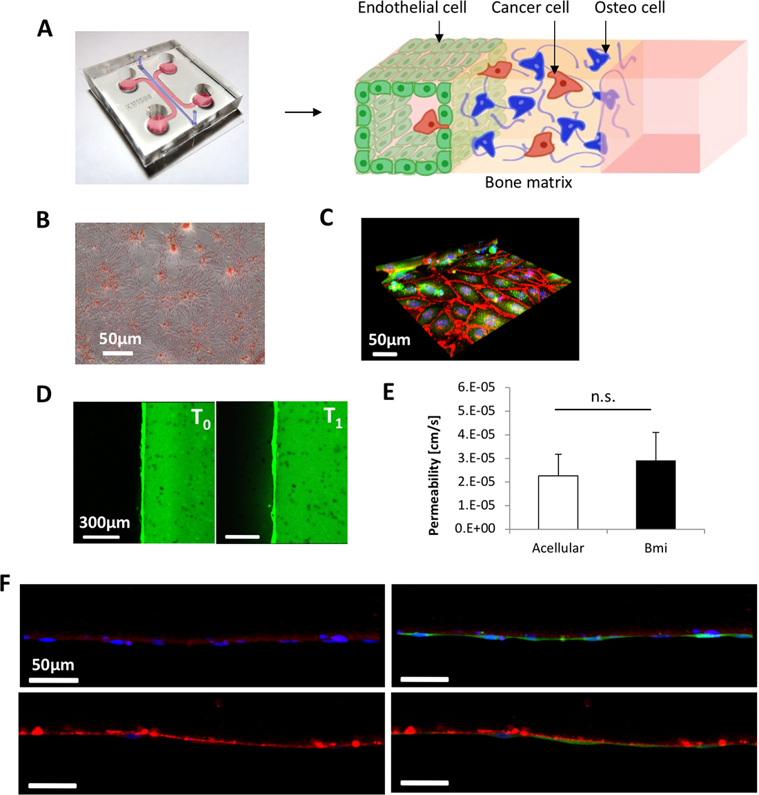 Characterization of the bone mimicking (BMi) microenvironment.