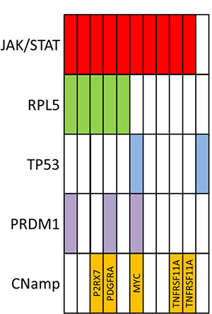 Summary of recurrent genomic findings from 11 cases of breast implant-associated large lymphoma (CNamp&#x2013;copy number amplification).