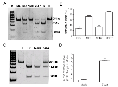 Hypomethylation of Wnt5A in drug-resistant cancer cell lines.