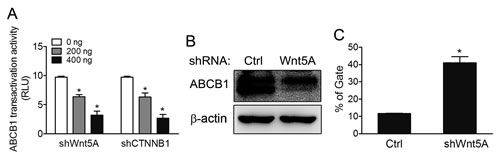 ABCB1 pump-out ability is reduced in Wnt5A shRNA- knockdown MES-SA/Dx5 cells.